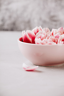 포토 JPG 해외이미지 그릇 꽃잎 실내 사람없음 튤립 흰배경 담기 해외202004 해외포토 식기 꽃 백그라운드 모션 내부 흰색 파일형식