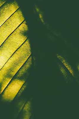 포토 JPG 해외이미지 주간 백그라운드 잎 표면 근접촬영 사람없음 야외 해외202004 해외포토 자연요소 식물 뷰포인트 파일형식