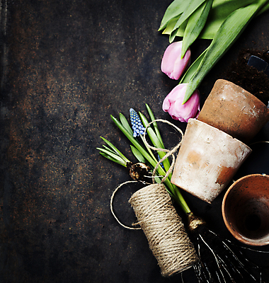 포토 JPG 해외이미지 꽃 화분 검은배경 사람없음 하이앵글 튤립 원예 노끈 원예용품 카피스페이스 해외202004 해외포토 식물 줄 뷰포인트 생활용품 백그라운드 취미 검은색 공백 파일형식