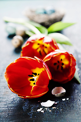 포토 JPG 해외이미지 회색배경 사람없음 아웃포커스 튤립 메추리알 해외202004 해외포토 꽃 백그라운드 촬영기법 알 회색 파일형식