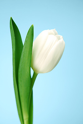 포토 JPG 해외이미지 식물 꽃잎 꽃 줄기 꽃다발 백그라운드 전구 따뜻함 선물 사람없음 파란색 정원 검은색 놀람 봄 활발 젖음 튤립 개화 혼합 다발 배열 꽃집 꽃가루 섞기 해외202004 해외202105 해외포토 계절 감정 컬러 컨셉 표정 상점 가루 파일형식