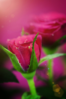 포토 JPG 해외이미지 실내 근접촬영 사람없음 아웃포커스 장미 분홍색배경 해외202004 해외포토 꽃 뷰포인트 분홍색 백그라운드 촬영기법 내부 파일형식