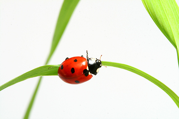 포토 JPG 해외이미지 식물 곤충 사람없음 벌레 작음 무당벌레 해외202004 해외202105 해외포토 동물 크기 파일형식