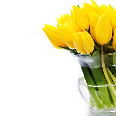 포토 JPG 해외이미지 꽃다발 실내 사람없음 꽃병 튤립 흰배경 카피스페이스 해외202004 해외포토 꽃 백그라운드 내부 공백 흰색 파일형식