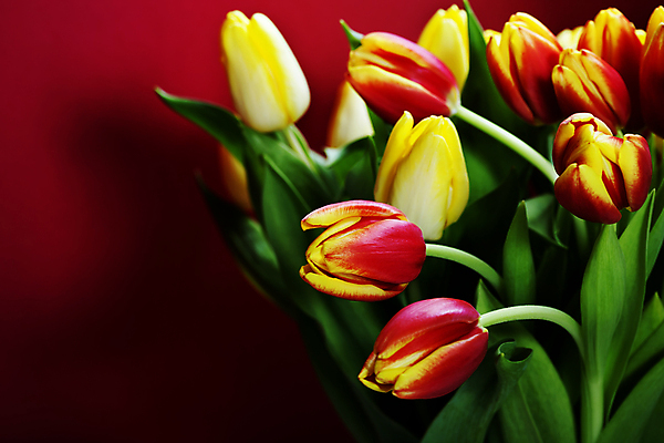 포토 JPG 해외이미지 꽃다발 사람없음 튤립 빨간배경 해외202004 해외포토 꽃 백그라운드 빨간색 파일형식