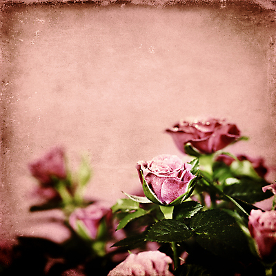 포토 JPG 해외이미지 잎 실내 사람없음 장미 빈티지 카피스페이스 분홍색배경 해외202004 해외포토 식물 꽃 분홍색 백그라운드 컨셉 내부 공백 파일형식