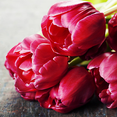 포토 JPG 해외이미지 꽃다발 회색배경 근접촬영 사람없음 튤립 해외202004 해외포토 꽃 뷰포인트 백그라운드 회색 파일형식