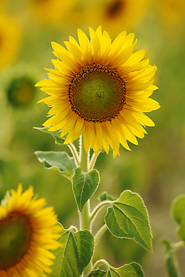 포토 JPG 해외이미지 주간 해바라기 사람없음 야외 해외202004 해외포토 자연요소 꽃 파일형식