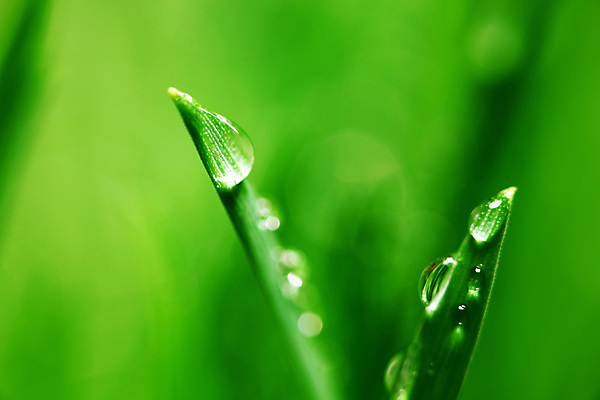 포토 JPG 해외이미지 식물 줄기 백그라운드 잎 자연 아침 잔디 초원 사람없음 야외 장식 초록색 물 빛 햇빛 반사 정원 젖음 성장 물방울 신선 투명 액체 칼날 떨어짐 이슬 작음 허브 순수 보케 내추럴 해외202004 해외202105 해외포토 주간 자연요소 컬러 컨셉 태양 크기 생태계 파일형식