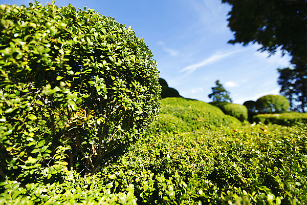 포토 JPG 해외이미지 모양 디자인 공원 유럽 길 조각 백그라운드 크리스마스 패턴 밭 매달리기 풍경 잔디 사람없음 초록색 크리스마스트리 정원 산책 프랑스 성장 신선 원형 자르기 그림 미로 내추럴 방법 영원 줄서기 해외202004 해외202105 해외포토 도형 식물 공공시설 기념일 나라 컬러 무늬 농업 모션 휴식 파일형식