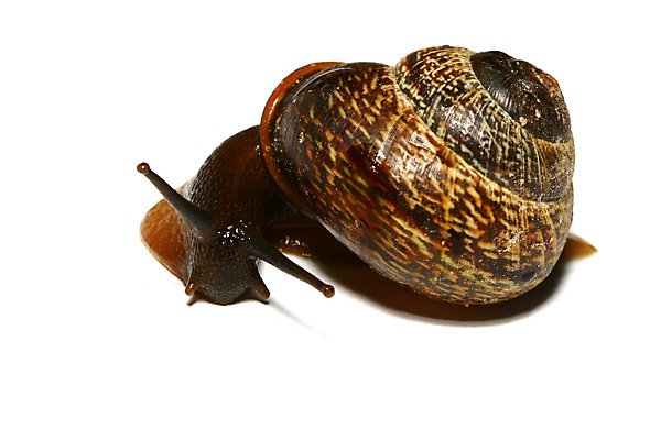 포토 JPG 해외이미지 야생동물 곤충 사람없음 야외 해외202004 해외202105 해외포토 동물 파일형식