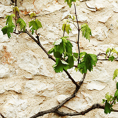 포토 JPG 해외이미지 나무 구름 전통 계절 유럽 여행 농업 건축양식 포도 아침 휴가 주택 풍경 사람없음 야외 여름 농장 농경지 평화 마을 와인 프랑스 전원 시골 그림 포도밭 포도나무 지역 프랑스어 밭일 양조장 세련 해외202004 해외202105 해외포토 주간 자연요소 식물 문자 건축 나라 산업 컨셉 밭 과일 주류 건물 전기에너지 과일나무 파일형식