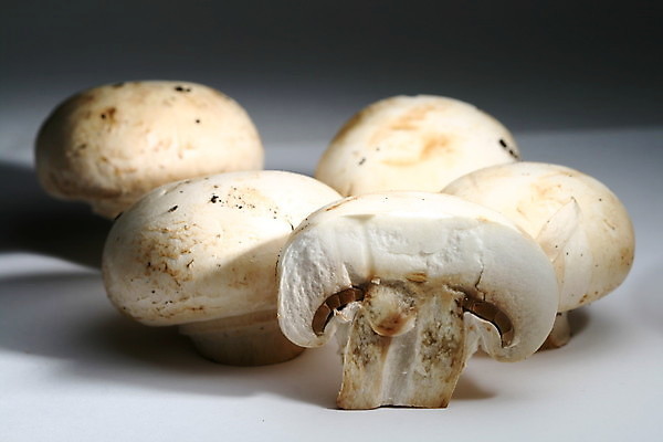 포토 JPG 해외이미지 음식 백그라운드 채소 재료 건강 사람없음 정원 식사 버섯 흰색 신선 맛 먹기 곰팡이 식용 채식주의자 차단 해외202004 해외202105 해외포토 컬러 컨셉 모션 채식 파일형식