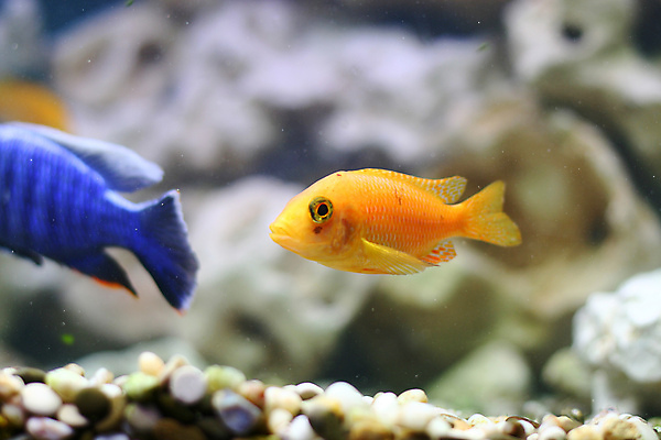 포토 JPG 해외이미지 동물 야생동물 바다 모션 자연 종류 어류 사람없음 물 반려동물 컬러풀 노란색 수중 액체 산호 작음 탱크 암초 수족관 깊이 동물상 소금물 이국적 해외202004 해외202105 해외포토 자연요소 컬러 조형물 수중동물 자포동물 크기 생태계 파일형식