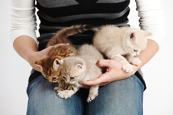 포토 JPG 해외이미지 동물 1 손 응시 여자 길 얼굴 어린이 백그라운드 장난 자연 수염 주택 털 사랑 사람 앉기 반려동물 고양이 줄무늬 회색 흰색 표현 잡기 잠 작음 호기심 귀 부드러움 테라피 리빙 고립 돌봄 해외202004 해외202105 해외포토 시선 감정 컬러 컨셉 무늬 포유류 모션 건물 신체부위 뷰티 감각 크기 생태계 파일형식