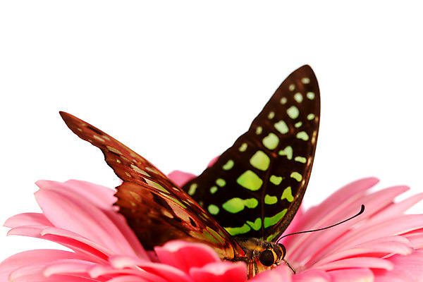 포토 JPG 해외이미지 식물 꽃잎 나비 곤충 잎 자연 사람없음 내추럴 해외202004 해외202105 해외포토 동물 꽃 생태계 파일형식