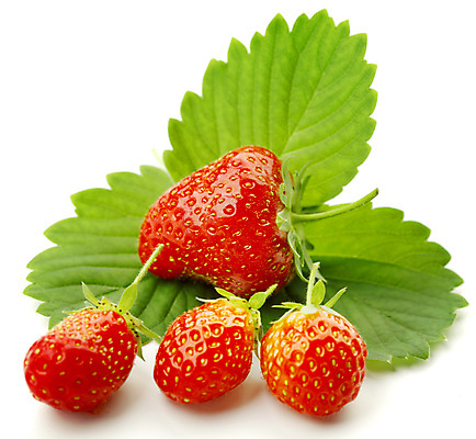 포토 JPG 해외이미지 열매 백그라운드 잎 과일 딸기 사람없음 빨간색 초록색 흰색 신선 달콤 유기농 슛 내추럴 고립 숙성 해외202004 해외202105 해외포토 식물 웰빙 컬러 맛 파일형식