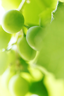 포토 JPG 해외이미지 식물 잎 과일 자연 포도 사람없음 아웃포커스 소프트포커스 포도나무 해외202004 해외202105 해외포토 촬영기법 과일나무 생태계 파일형식