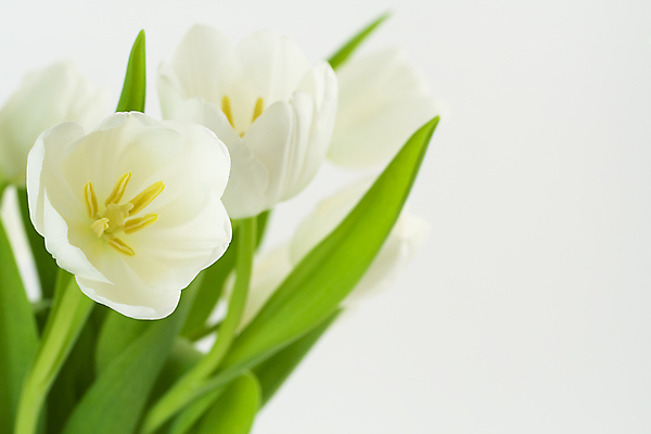 포토 JPG 해외이미지 꽃잎 잎 사람없음 튤립 흰배경 해외202004 해외포토 식물 꽃 백그라운드 흰색 파일형식