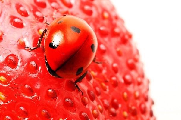 포토 JPG 해외이미지 식물 열매 곤충 과일 자연 딸기 사람없음 벌레 작음 무당벌레 해외202004 해외202105 해외포토 동물 크기 생태계 파일형식