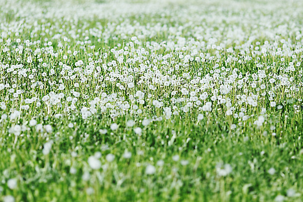 포토 JPG 해외이미지 식물 꽃 백그라운드 자연 사람없음 초록색 여름 빛 햇빛 맑음 봄 벚꽃 흰색 민들레 묘사 부드러움 솜털 취급주의 해외202004 해외202105 해외포토 계절 컬러 날씨 경고 태양 감각 생태계 파일형식