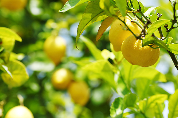 포토 JPG 해외이미지 나무 식물 음식 백그라운드 잎 밭 농업 과일 자연 귤 매달리기 건강 사람없음 초록색 물 농작물 햇빛 농장 노란색 우주 맑음 주스 수확 성장 나뭇가지 신선 소프트포커스 숲 다발 지중해 레몬 가득함 유기농 보케 라임 내추럴 블러 숙성 많음 카피스페이스 해외202004 해외202105 레몬나무 해외포토 자연요소 웰빙 산업 음료 바다 컬러 컨셉 모션 날씨 촬영기법 태양 공백 생태계 파일형식
