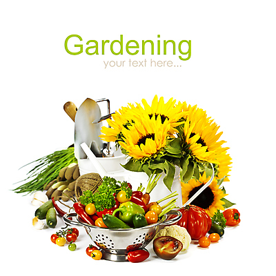 포토 JPG 해외이미지 채소 방울토마토 해바라기 실내 사람없음 모종삽 담기 원예 해외202004 해외포토 꽃 토마토 모션 취미 내부 삽 파일형식