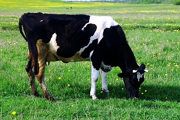 포토 JPG 해외이미지 동물 구름 밭 농업 포유류 자연 하늘 풍경 초원 사람없음 초록색 여름 파란색 햇빛 농장 농경지 마을 환경 맑음 가축 침묵 목장 우유 시골 소 양치기 군중 언덕 밭일 찰과상 목가 해외202004 해외202105 해외포토 자연요소 직업 계절 산업 컬러 날씨 유제품 사람 태양 소리 상처 생태계 파일형식