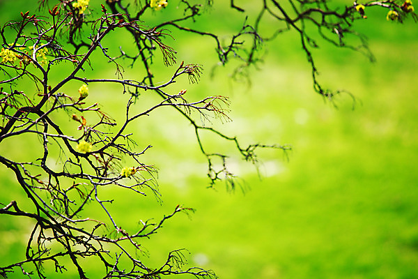 포토 JPG 해외이미지 나무 식물 계절 공원 잎 자연 아침 그림자 풍경 사람없음 초록색 여름 빛 컬러풀 햇빛 태양 평화 환경 침묵 일몰 봄 나뭇가지 시골 붓 소나무 숲 장면 강렬 양치류 파라다이스 해외202004 해외202105 해외포토 주간 자연요소 공공시설 컬러 컨셉 노을 소리 생태계 파일형식