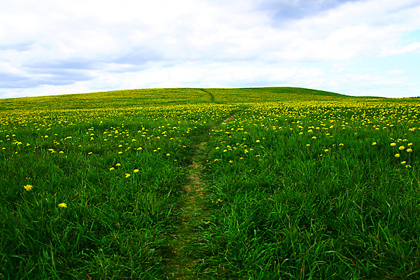 포토 JPG 해외이미지 식물 구름 계절 공원 꽃잎 꽃 행복 백그라운드 잎 꽃무늬 패턴 밭 농업 자연 벽지 하늘 풍경 초원 사람없음 야외 초록색 여름 파란색 컬러풀 태양 농장 노란색 우주 환경 정원 맑음 봄 벚꽃 흰색 시골 신선 닫기 민들레 장면 내추럴 해외202004 해외202105 해외포토 자연요소 공공시설 감정 산업 컬러 무늬 모션 날씨 생태계 파일형식