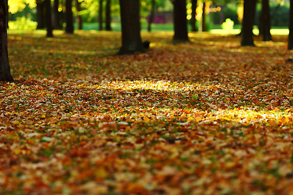 포토 JPG 해외이미지 나무 식물 계절 공원 꽃 도로 길 지구 줄기 잎 꽃무늬 오렌지 자연 하늘 추상 휴식 새로움 따뜻함 풍경 사람없음 야외 목재 빨간색 초록색 물 빛 세계 갈색 노란색 평화 가을 시골 황금 숲 신비 11월 땅 장면 10월 내추럴 해외202004 해외202105 해외포토 자연요소 공공시설 컬러 컨셉 무늬 과일 재료 교통시설 날짜 생태계 파일형식