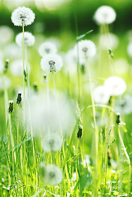 포토 JPG 해외이미지 식물 꽃 백그라운드 자연 사람없음 초록색 여름 빛 햇빛 맑음 봄 벚꽃 흰색 민들레 묘사 부드러움 솜털 취급주의 해외202004 해외202105 해외포토 계절 컬러 날씨 경고 태양 감각 생태계 파일형식