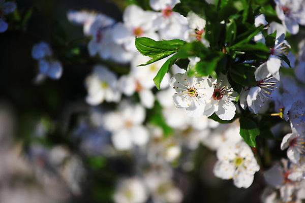 포토 JPG 해외이미지 나무 식물 공원 꽃 아시아 백그라운드 겨울 꽃무늬 밭 자연 건강 동양인 사람없음 야외 목재 초록색 여름 빛 청춘 환경 정원 일본 맑음 얼음 봄 달력 벚꽃 흰색 신선 신용카드 개화 체리 숲 그림 장면 부드러움 내추럴 해외202004 해외202105 해외포토 자연요소 계절 공공시설 나라 컬러 컨셉 무늬 농업 과일 재료 날씨 인종 금융 감각 생태계 파일형식