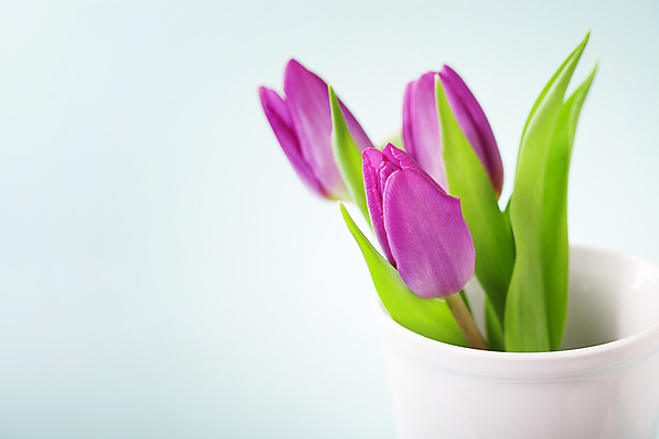 포토 JPG 해외이미지 사람없음 꽃병 튤립 파란배경 카피스페이스 해외202004 해외포토 꽃 백그라운드 파란색 공백 파일형식