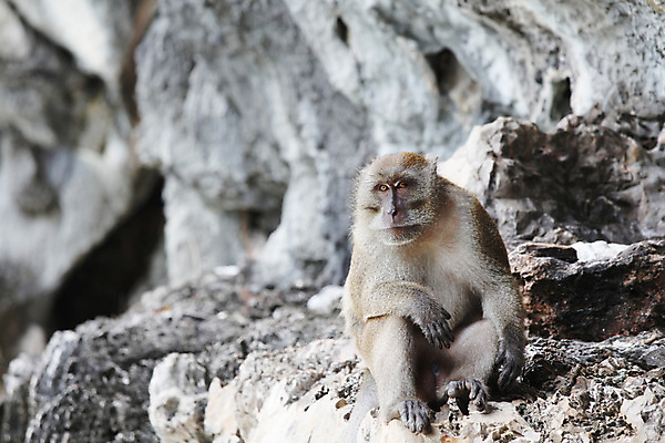 포토 JPG 해외이미지 아시아 태국 자연 앉기 사람없음 갈색 중국 바위 원숭이 꼬리 유인원 내추럴 침팬지 이국적 해외202004 해외202105 해외포토 나라 컬러 포유류 모션 돌_바위 생태계 파일형식