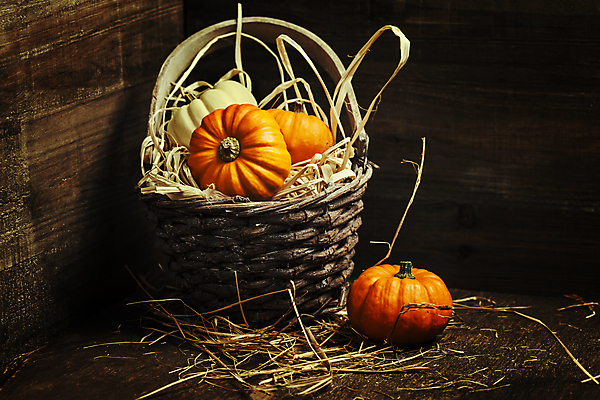 포토 JPG 해외이미지 호박 실내 사람없음 농작물 바구니 가을 볏짚 담기 해외202004 해외포토 계절 농업 채소 모션 내부 짚 파일형식