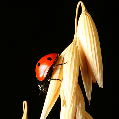 포토 JPG 해외이미지 식물 곤충 자연 사람없음 일출 일몰 벌레 작음 밀 무당벌레 내추럴 해외202004 해외202105 해외포토 동물 곡류 노을 크기 생태계 파일형식