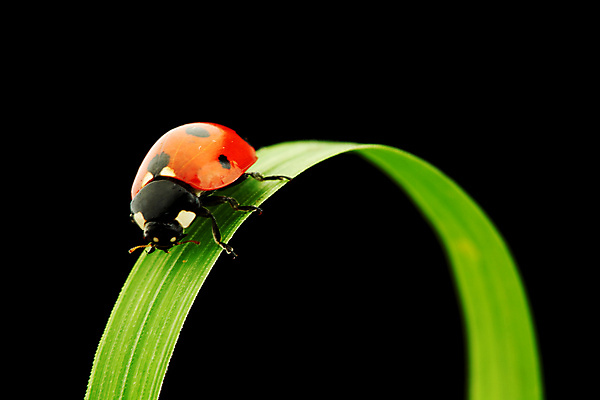 포토 JPG 해외이미지 식물 곤충 자연 사람없음 벌레 작음 무당벌레 내추럴 해외202004 해외202105 해외포토 동물 크기 생태계 파일형식
