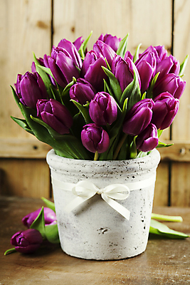 포토 JPG 해외이미지 꽃잎 사람없음 튤립 나무벽 나무배경 해외202004 해외포토 꽃 벽 백그라운드 목재 파일형식