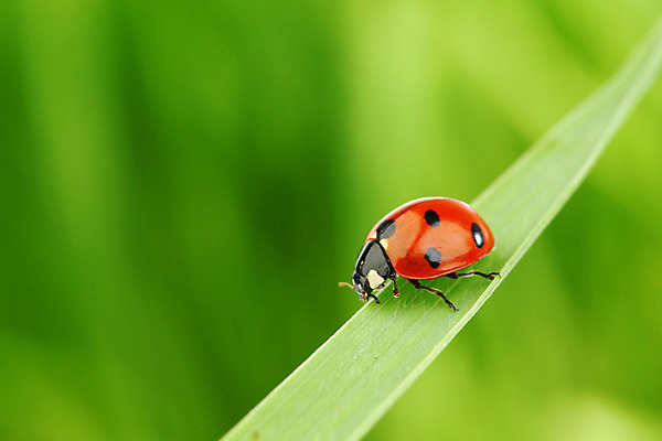 포토 JPG 해외이미지 식물 야생동물 곤충 잎 자연 잔디 초원 사람없음 물 벌레 소프트포커스 작음 무당벌레 내추럴 해외202004 해외202105 해외포토 자연요소 동물 촬영기법 크기 생태계 파일형식