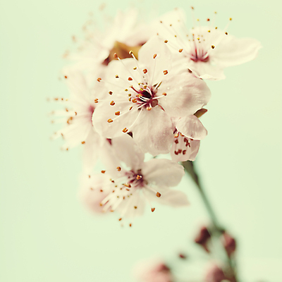 포토 JPG 해외이미지 봄꽃 실내 근접촬영 사람없음 아웃포커스 벚꽃 민트색배경 해외202004 해외포토 꽃 뷰포인트 백그라운드 촬영기법 내부 봄 민트색 파일형식