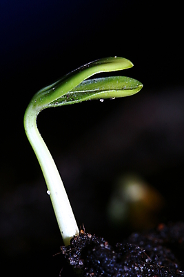 포토 JPG 해외이미지 나무 식물 컨셉 잎 농업 자연 새로움 아이디어 사람없음 초록색 새싹 환경 정원 봄 활발 성장 흰색 작음 오브젝트 시작 싱글 원예 먼지 개발 고립 모종 생태학 세련 해외202004 해외202105 해외포토 계절 교육 산업 컬러 취미 크기 생태계 파일형식