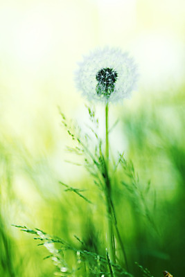 포토 JPG 해외이미지 식물 꽃 백그라운드 자연 사람없음 초록색 여름 빛 햇빛 맑음 봄 벚꽃 흰색 민들레 묘사 부드러움 솜털 취급주의 해외202004 해외202105 해외포토 계절 컬러 날씨 경고 태양 감각 생태계 파일형식