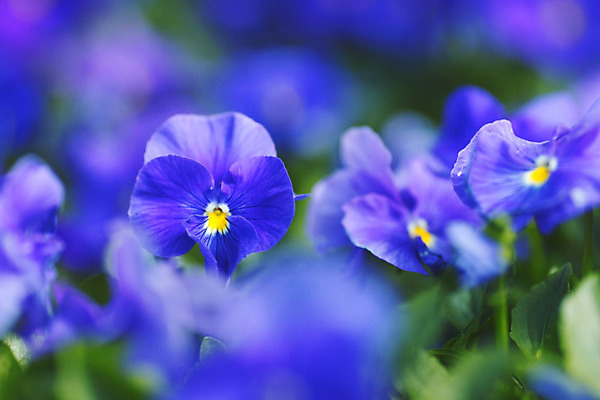 포토 JPG 해외이미지 식물 꽃 백그라운드 자연 사람없음 파란색 보라색 벚꽃 신선 개화 닫기 제비꽃 비올라 해외202004 해외202105 해외포토 컬러 모션 생태계 파일형식 찰현악기