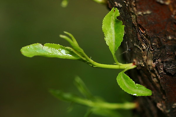 포토 JPG 해외이미지 나무 식물 공원 선 백그라운드 패턴 자연 표면 날씨 추상 새로움 건조 사람없음 목재 갈색 환경 회색 거친 역사 닫기 보호 숲 큼 장작 피부 묘사 질감 나무껍질 코르크 잡동사니 거인 내추럴 평행 수목 썩음 옛날 해외202004 해외202105 해외포토 공공시설 컬러 컨셉 무늬 재료 모션 신체부위 껍질 크기 생태계 파일형식
