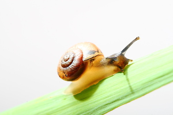 포토 JPG 해외이미지 잎 사람없음 잡초 기어가기 해외202004 해외202105 해외포토 식물 모션 파일형식