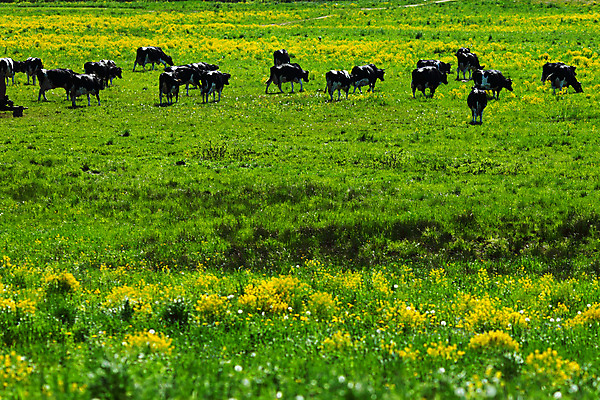 포토 JPG 해외이미지 동물 구름 밭 농업 포유류 자연 하늘 스테이크 서기 풍경 초원 사람없음 야외 초록색 여름 파란색 햇빛 농장 농경지 우주 환경 맑음 검은색 가축 목장 소고기 우유 시골 신선 소 닫기 군중 농부 가죽 땅 언덕 귀 스카이라인 밭일 서쪽 찰과상 목가 해외202004 해외202105 해외포토 자연요소 직업 계절 산업 컬러 모션 날씨 유제품 서양음식 육류 사람 신체부위 태양 상처 방향 생태계 파일형식