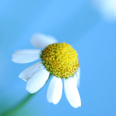 포토 JPG 해외이미지 식물 꽃 백그라운드 자연 친절 국화 초원 사람없음 초록색 여름 파란색 노란색 흰색 신선 신용카드 닫기 데이지 영원 캐모마일 해외202004 해외202105 해외포토 계절 컬러 모션 금융 허브 생태계 파일형식