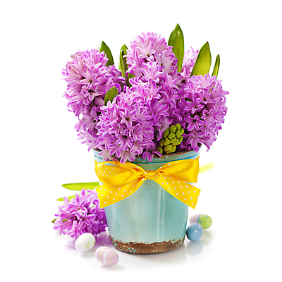 포토 JPG 해외이미지 리본 화분 잎 부활절 실내 사람없음 흰배경 원예 부활절계란 히아신스 해외202004 해외포토 식물 기념일 꽃 백그라운드 취미 내부 계란 흰색 파일형식