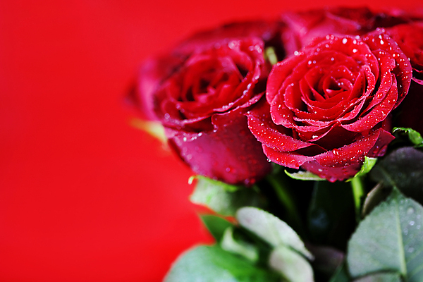 포토 JPG 해외이미지 잎 실내 근접촬영 사람없음 장미 물방울 빨간배경 카피스페이스 해외202004 해외포토 식물 꽃 뷰포인트 백그라운드 내부 빨간색 공백 파일형식